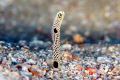   spy my little eye Garden eel. Took 25 minutes leopard crawling along sand. eel sand  